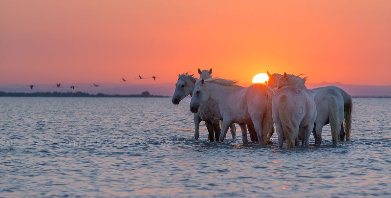 Камарг, Лошади, Морской пейзаж, Пейзаж, Прованс, Фламинго, Франция Встречая рассвет фото превью