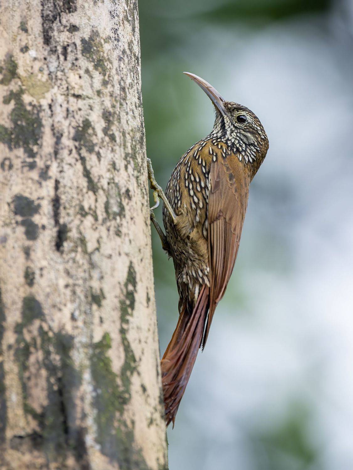 , Burgalin Sequeira Fernando
