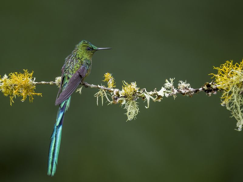 Long-tailed Sylph фото превью