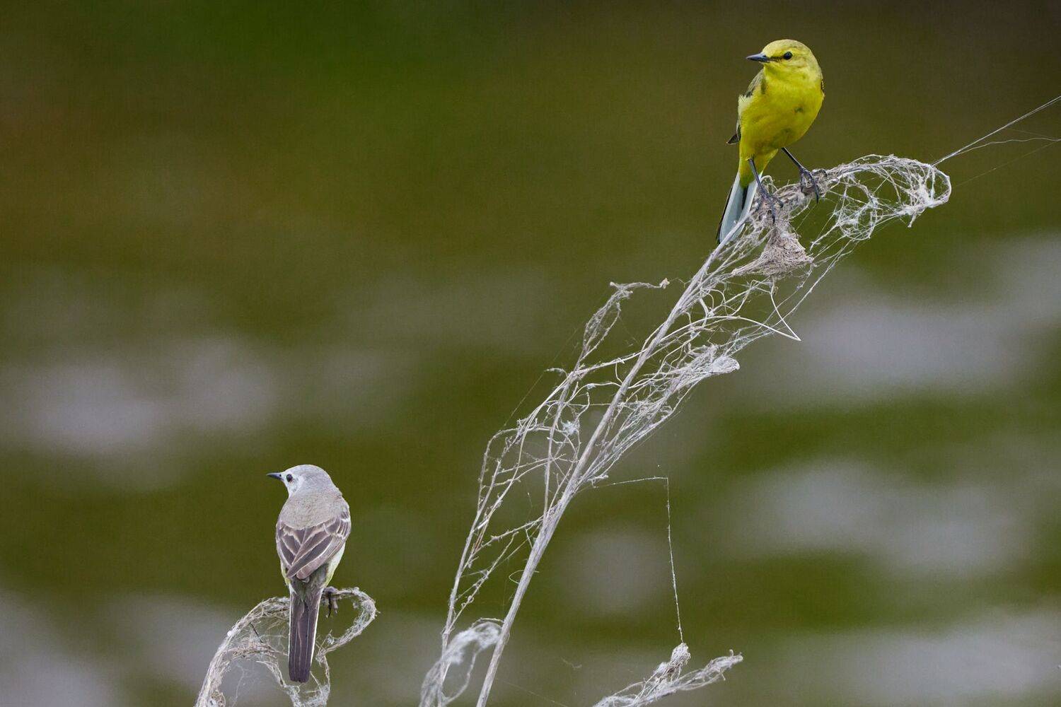 , Гильманов Артур
