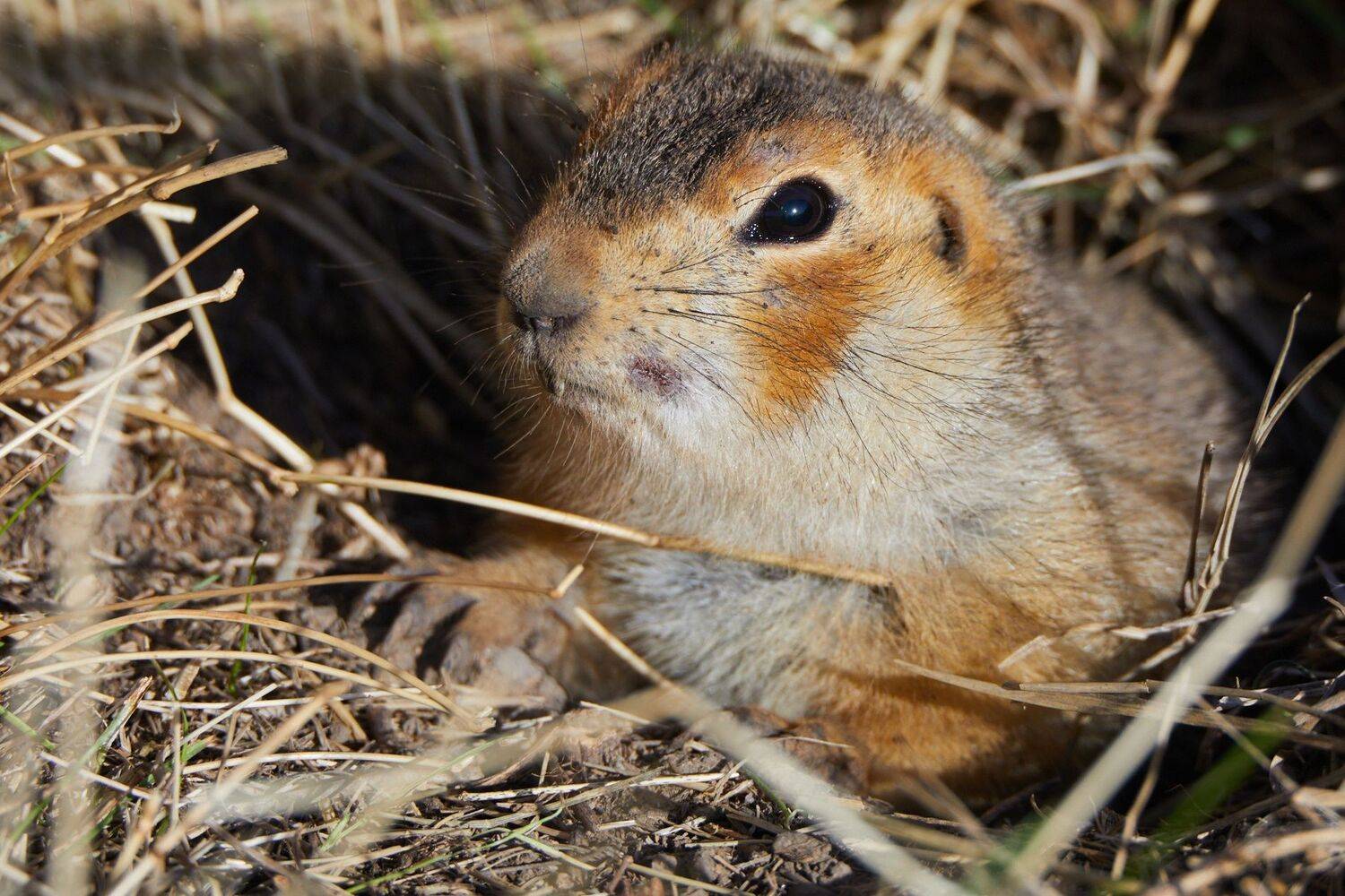 суслик, Гильманов Артур