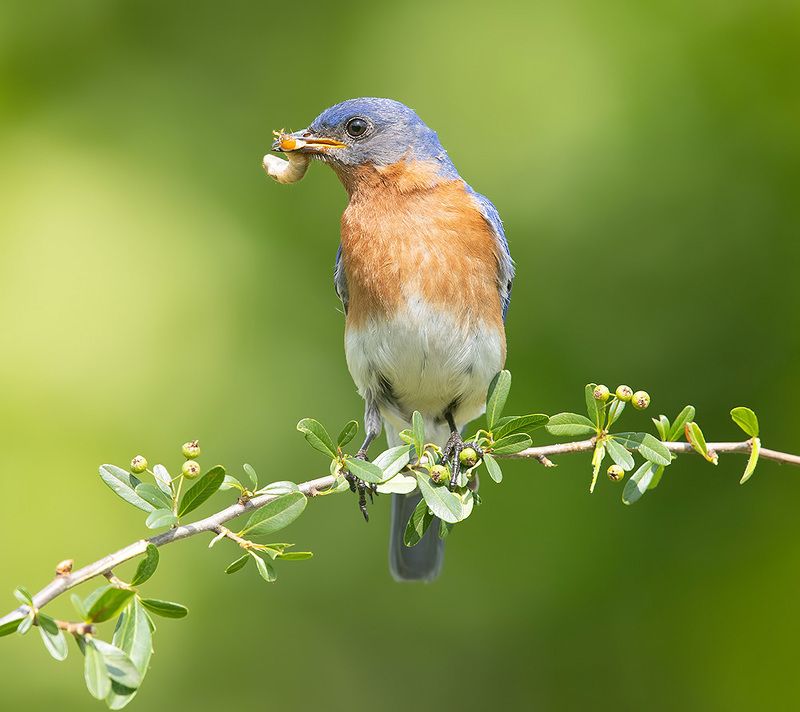 восточная сиалия, eastern bluebird, bluebird Eastern Bluebird, male - Восточная сиалия, самец фото превью