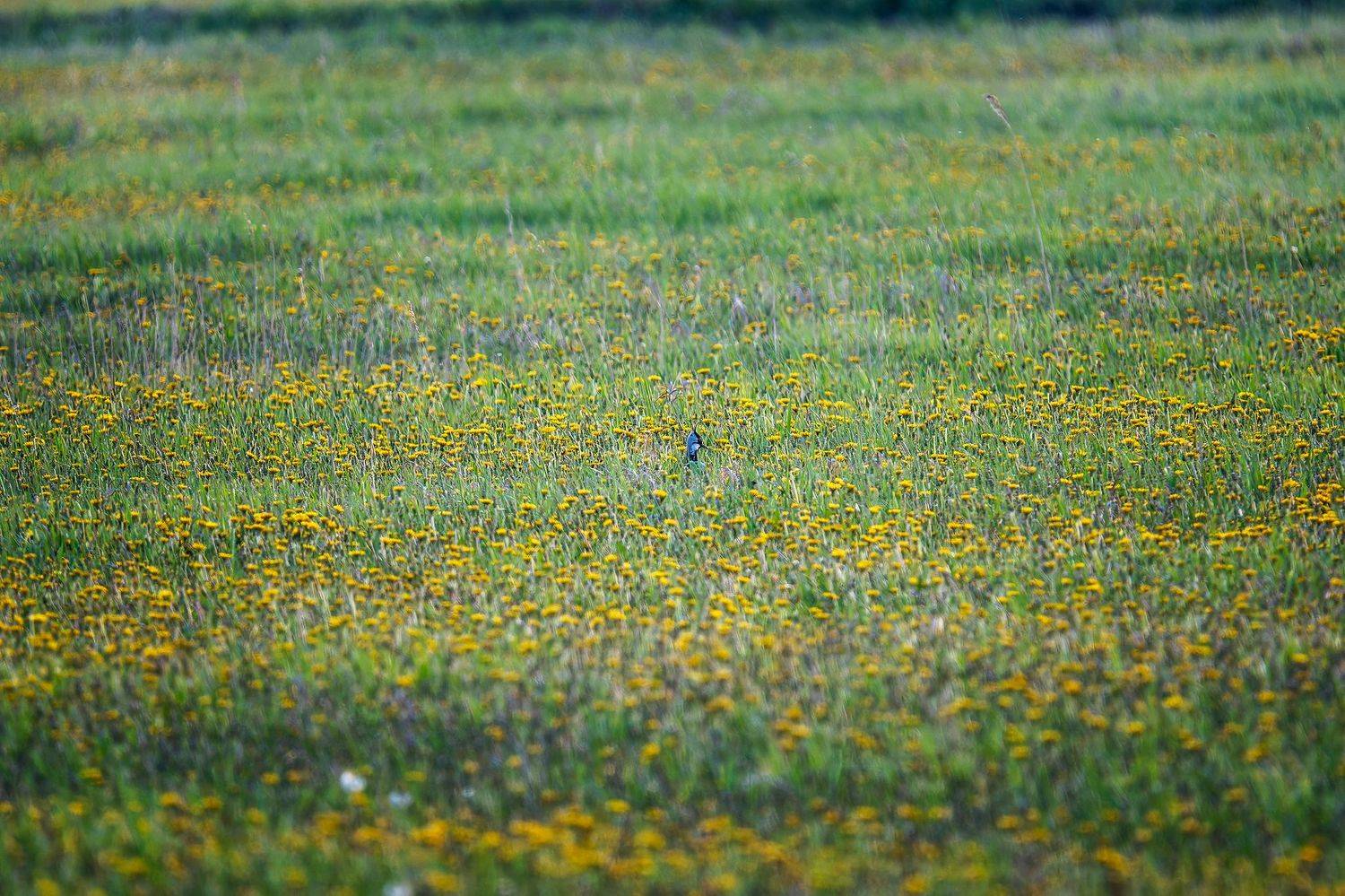 пермский край, птицы, чибис, поле ,фотоохота, природа, закат, одуванчики, Кирилл Кузнецов