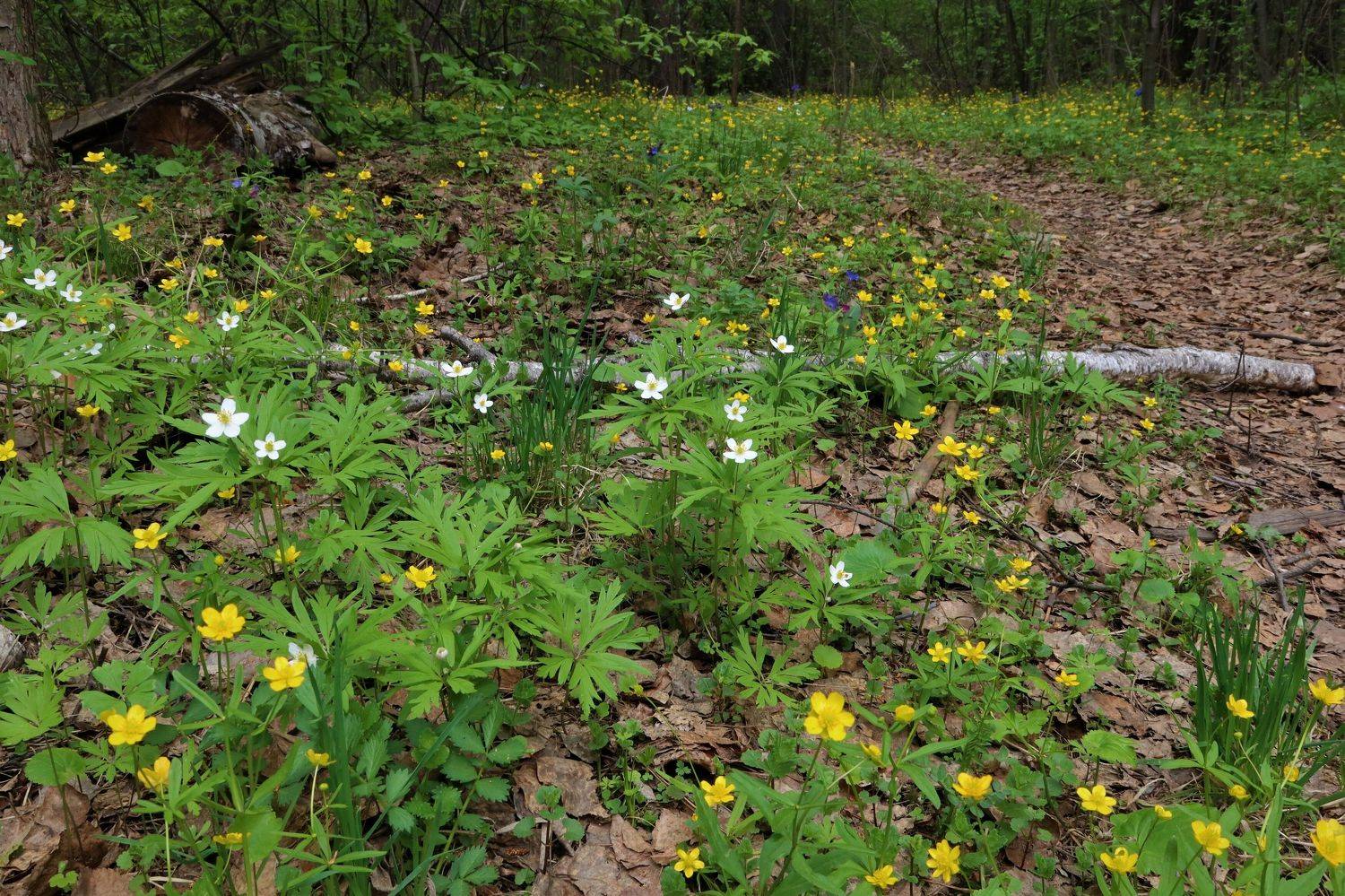 весна,сибирьлес,поляна,цветы, Козлова Галина