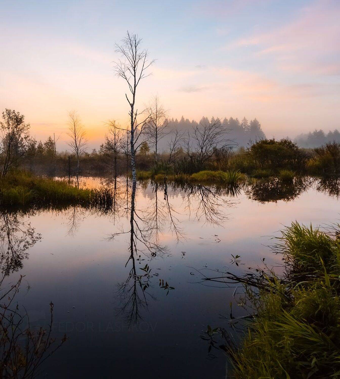 ленинградская область, рассвет, заря, болото, водоём, лето, летнее, дерево, берёза, отражение,, Лашков Фёдор