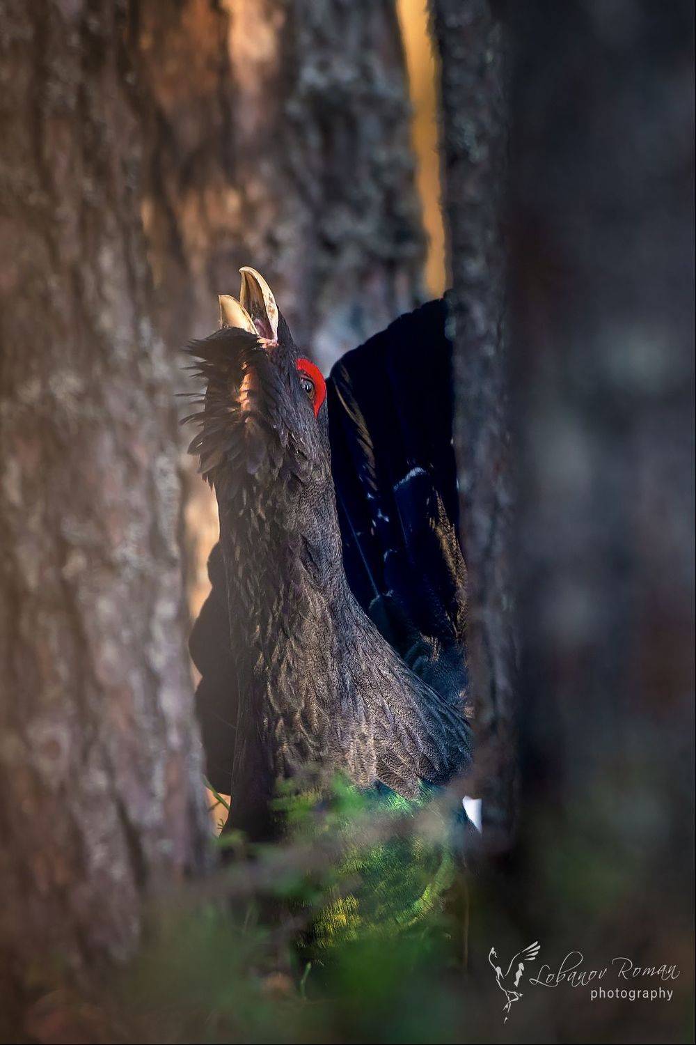 , Роман Лобанов