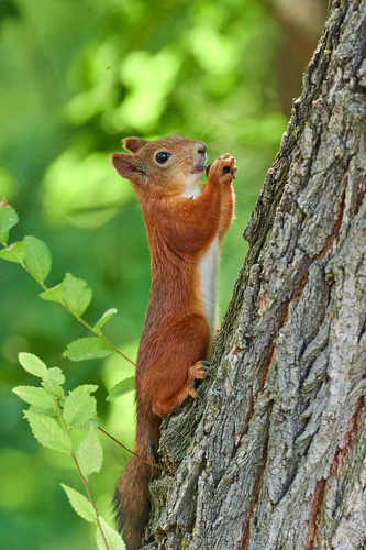 Sciurus vulgaris