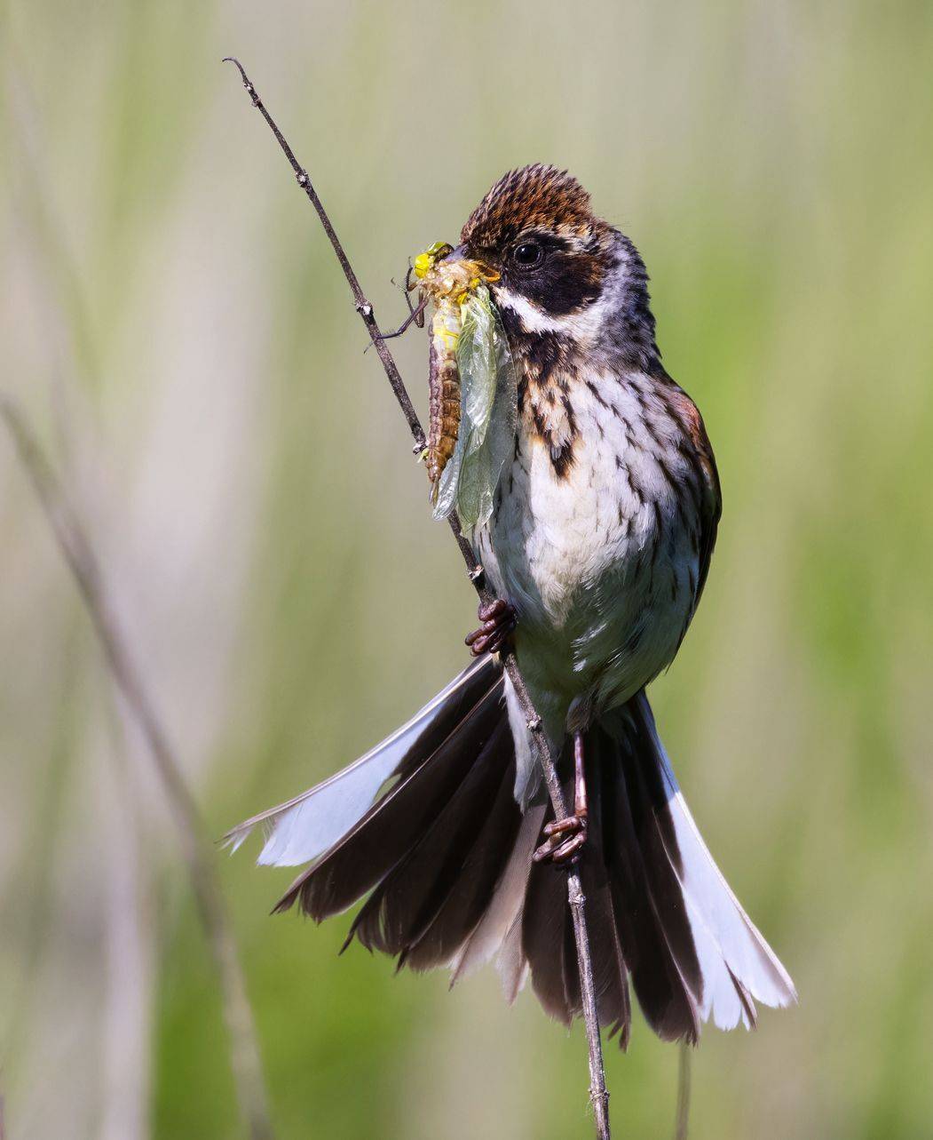 овсянка, тростниковая овсянка, птицы, фото птиц, Александр Шипиленко