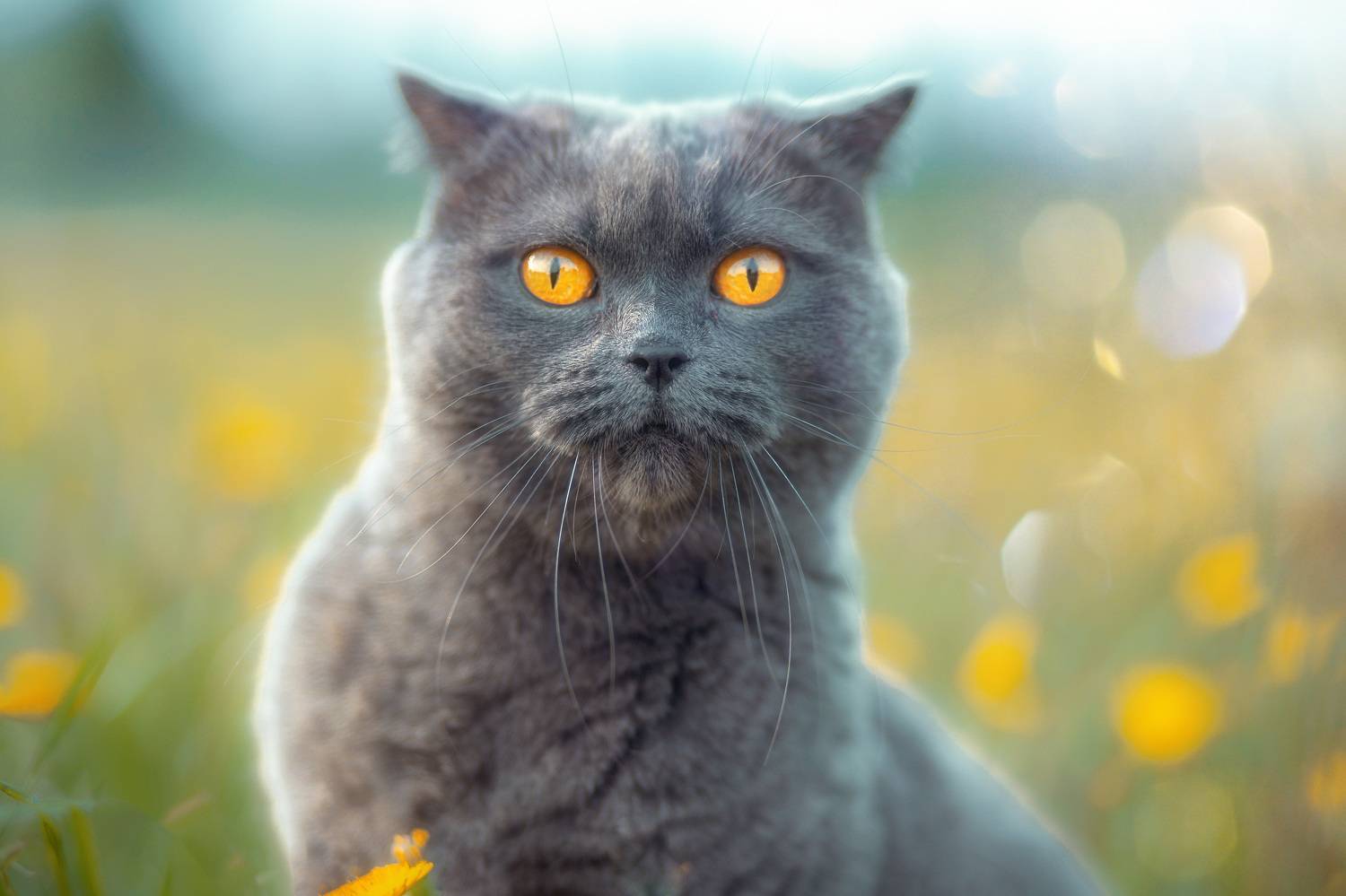 кошка, природа, животные, лето, деревня, Холудеев Виктор