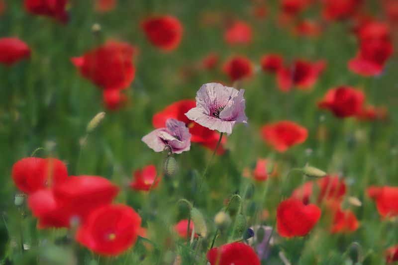 *** фото превью