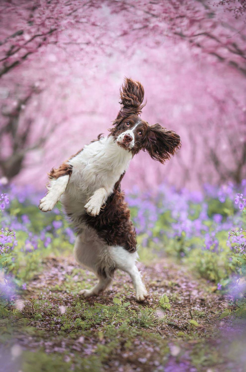 狗 宠物 萌宠 动物, 宠物摄影师狗哥