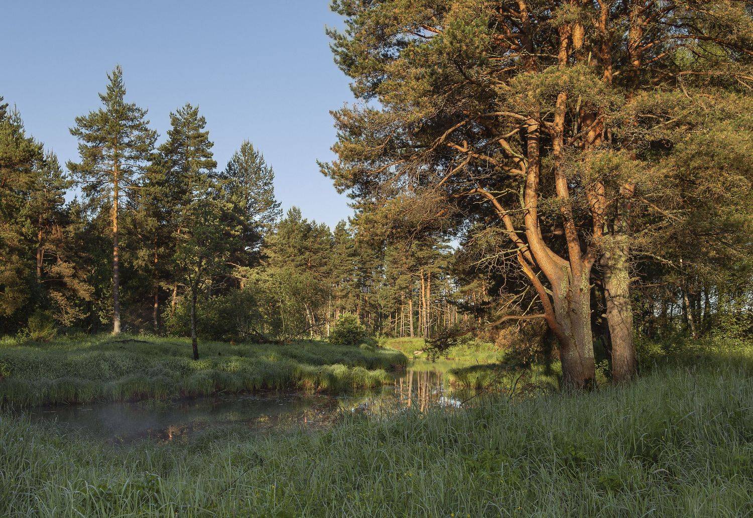 лес, сосна, Olga Bonina