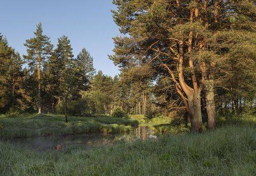 Летнее утро