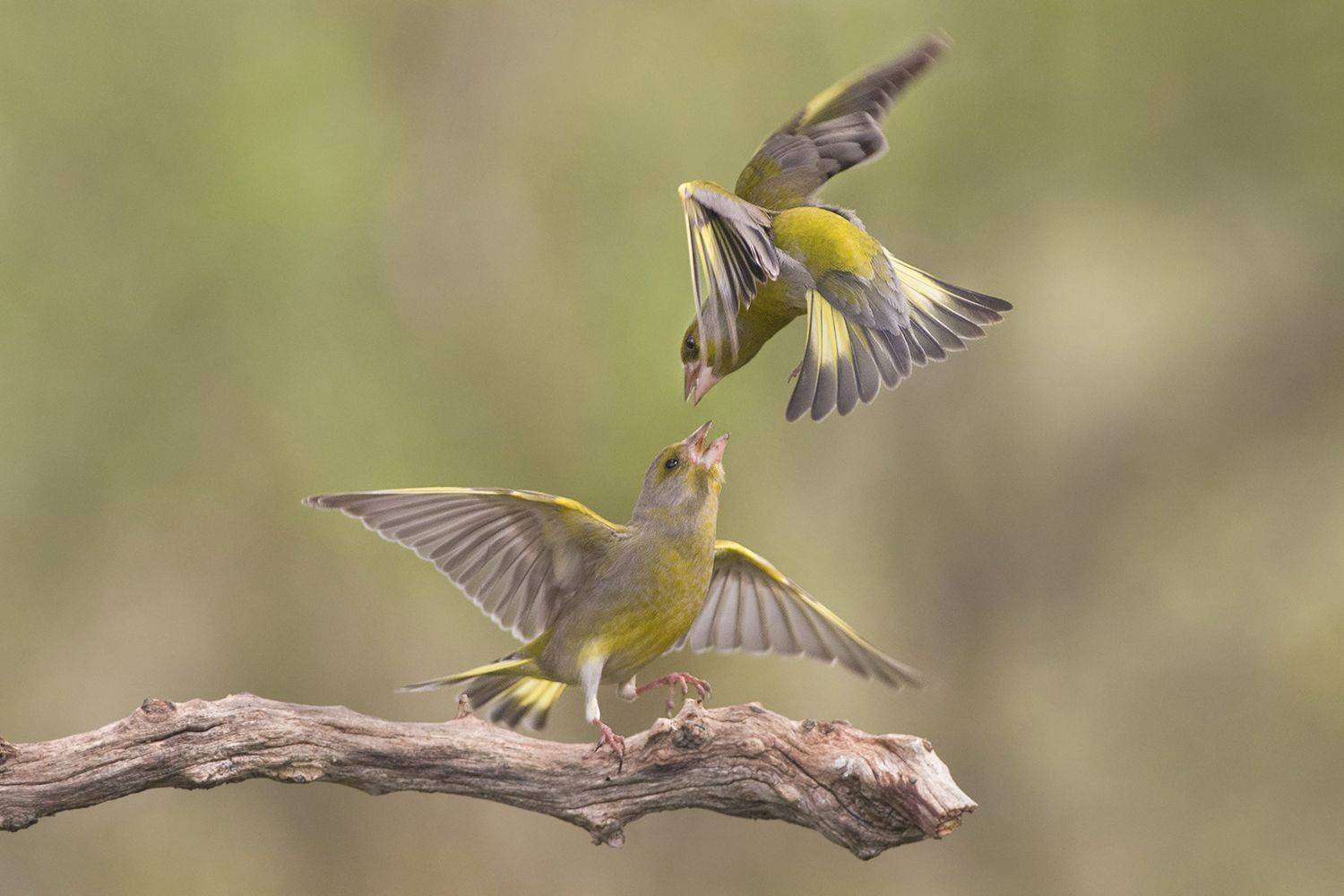 , Евгени Стефанов