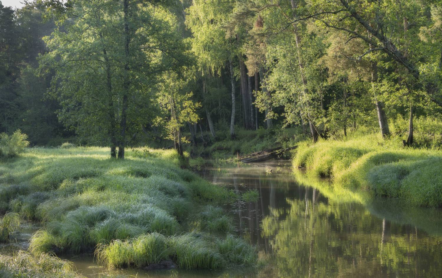 утро, река, Olga Bonina
