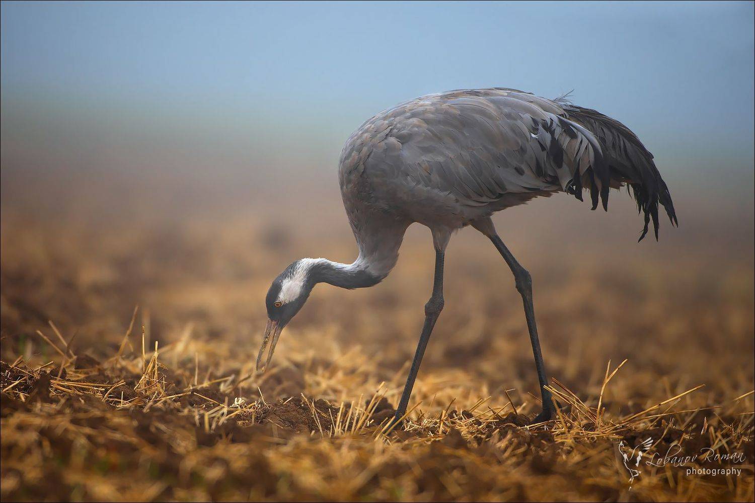 , Роман Лобанов