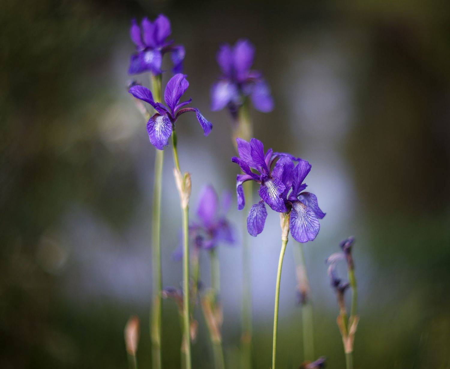 ,  Гобова Наталья