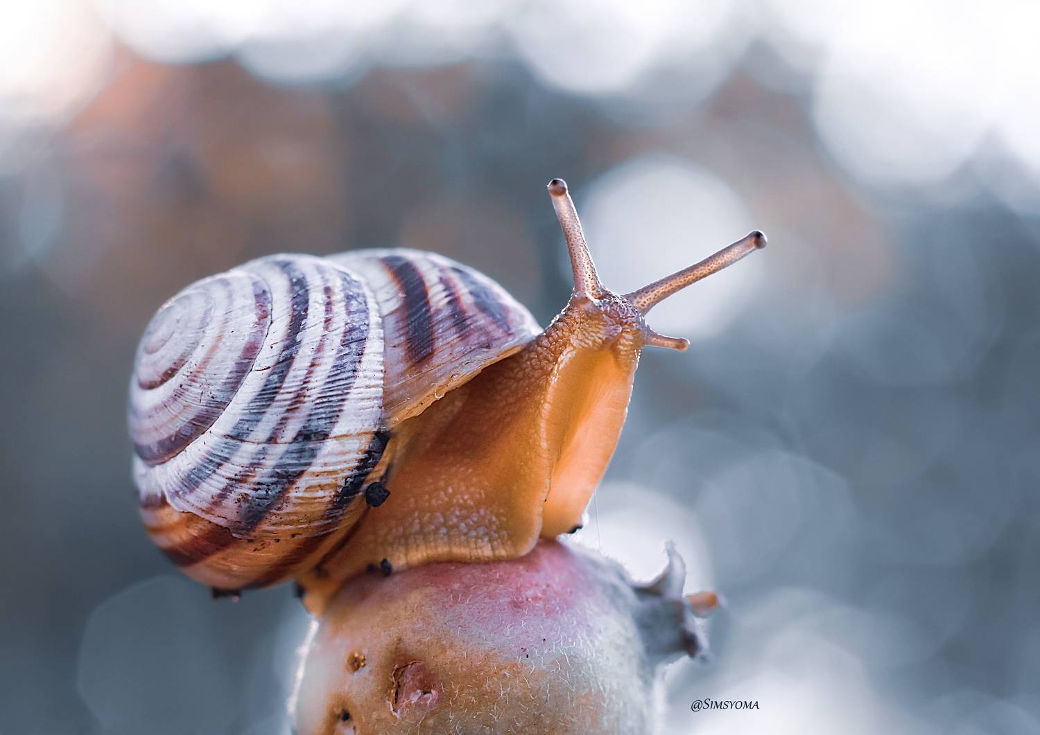 , Julia Khvorostyanaya