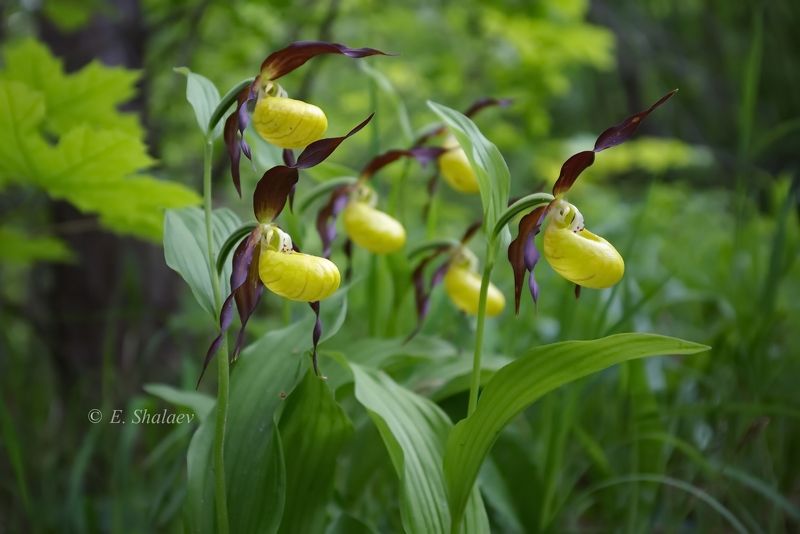венерин башмачок ,cypripedium calceolus,orchidaceae,орхидея, Венерин башмачок настоящий - Cypripedium calceolus фото превью