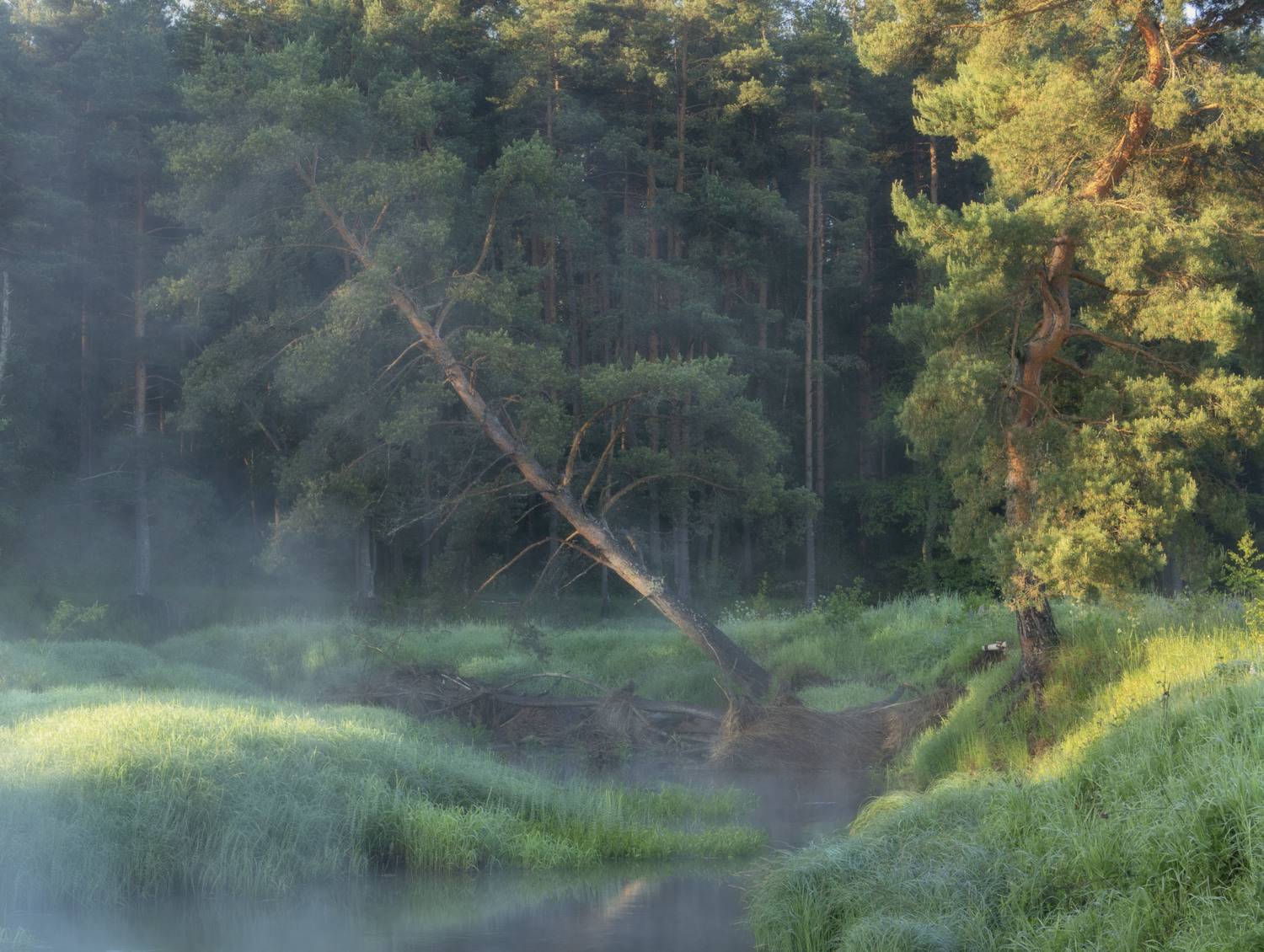 туман, утро, Olga Bonina