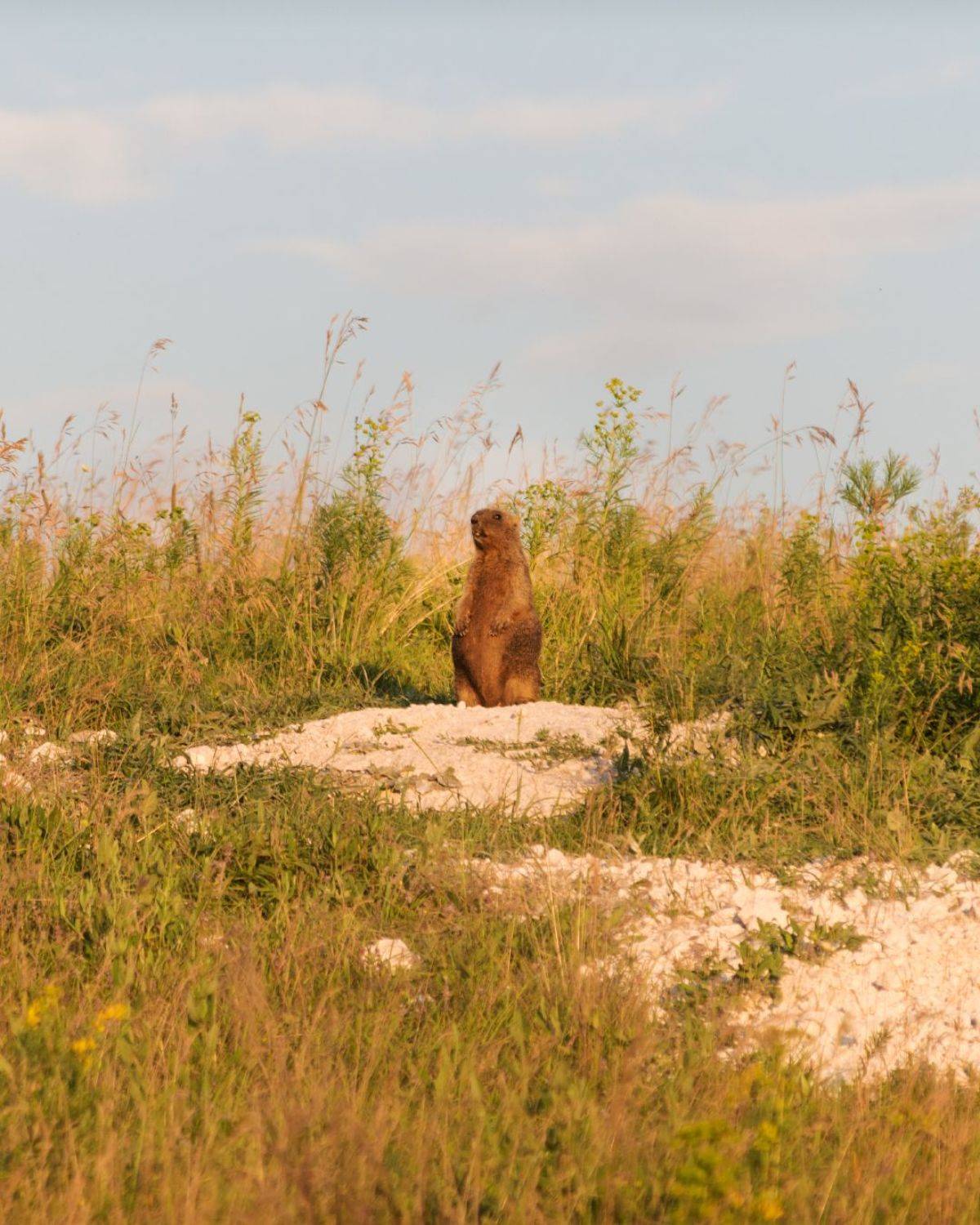 , Алексей Проняхин