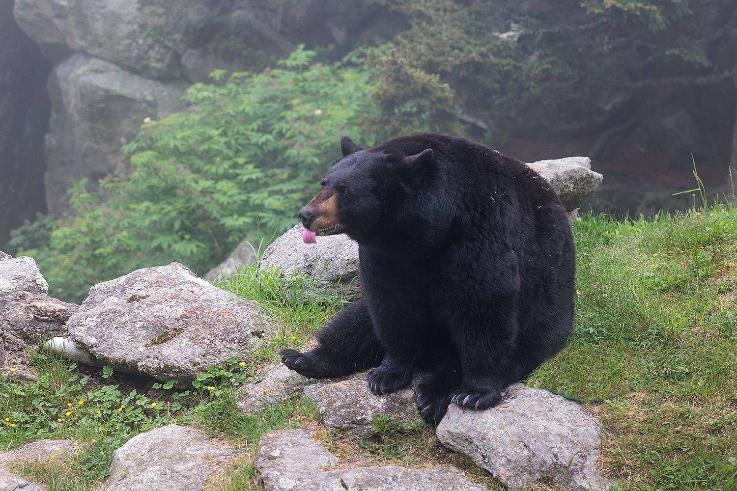 , Леонид Дьяченко