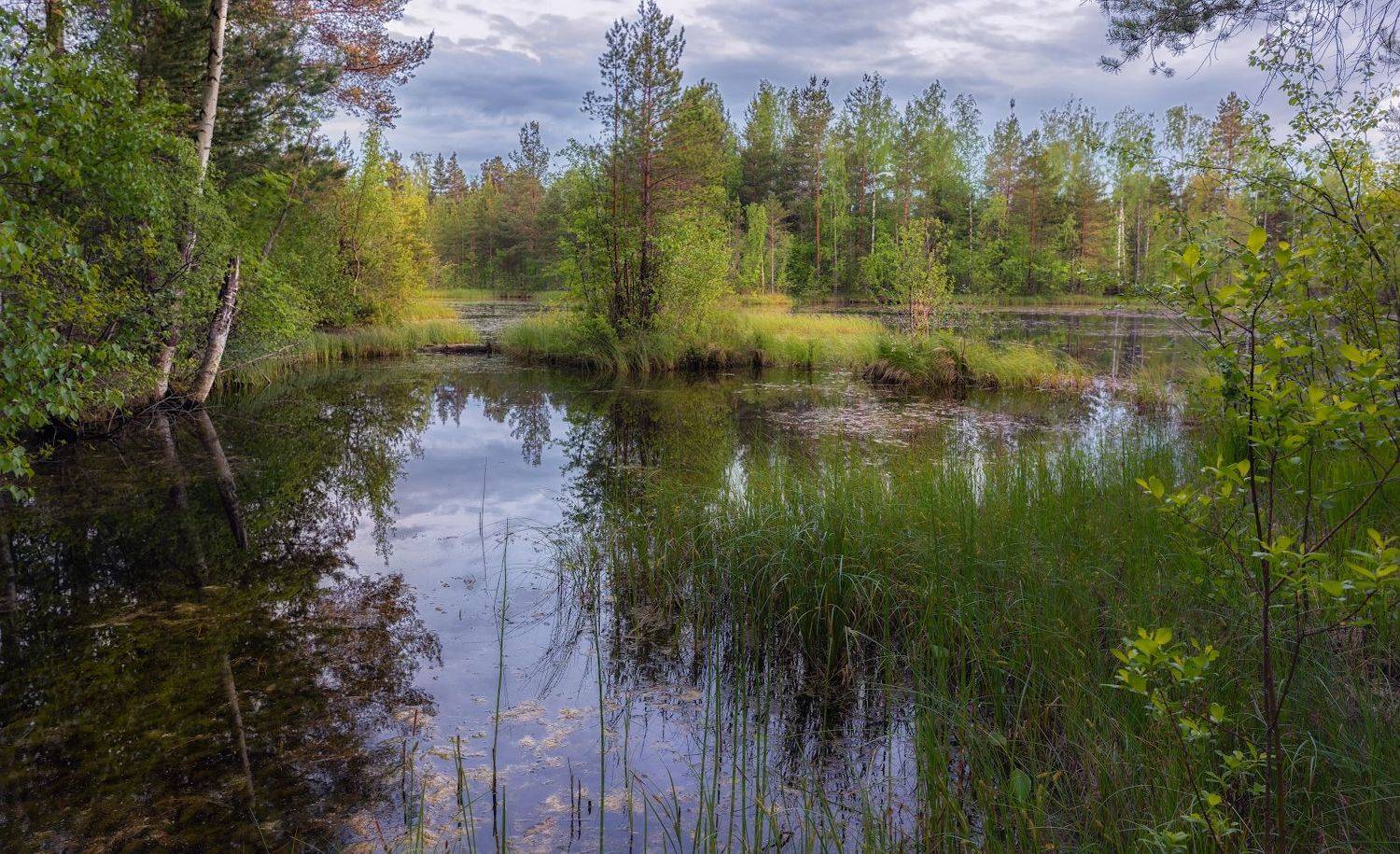 болото вечер отражение небо хмуро деревья, Константин Скороходов