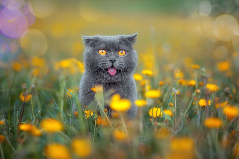 кошка, природа, животные, лето, цветы А Это что за Цветочек? фото превью