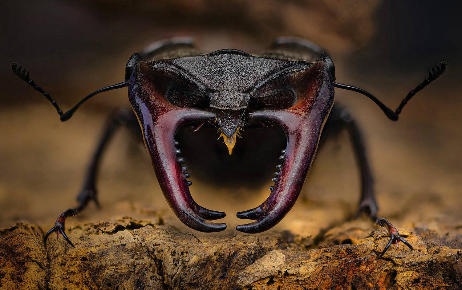 lucanus cervus, жук олень, Eugenijus Kavaliauskas