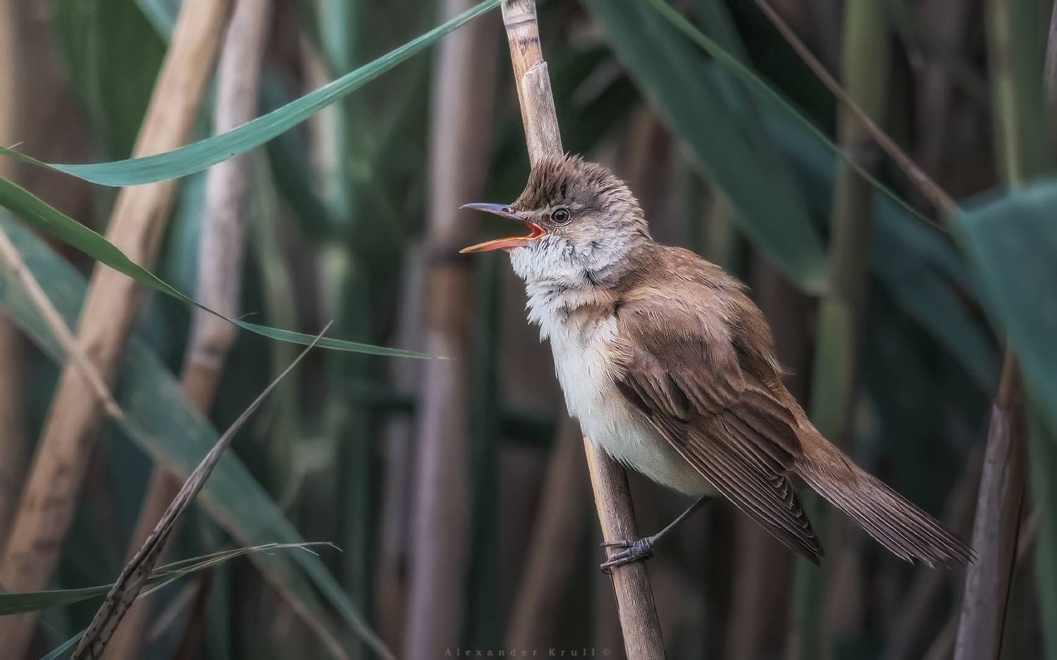 дроздовидная камышовка,, Круль Александр