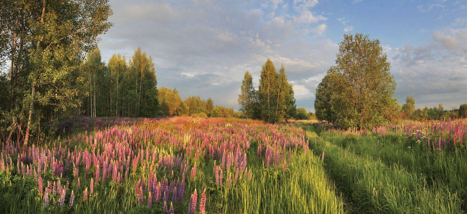 лето , облака , вечер , цветы, Александр Свистков