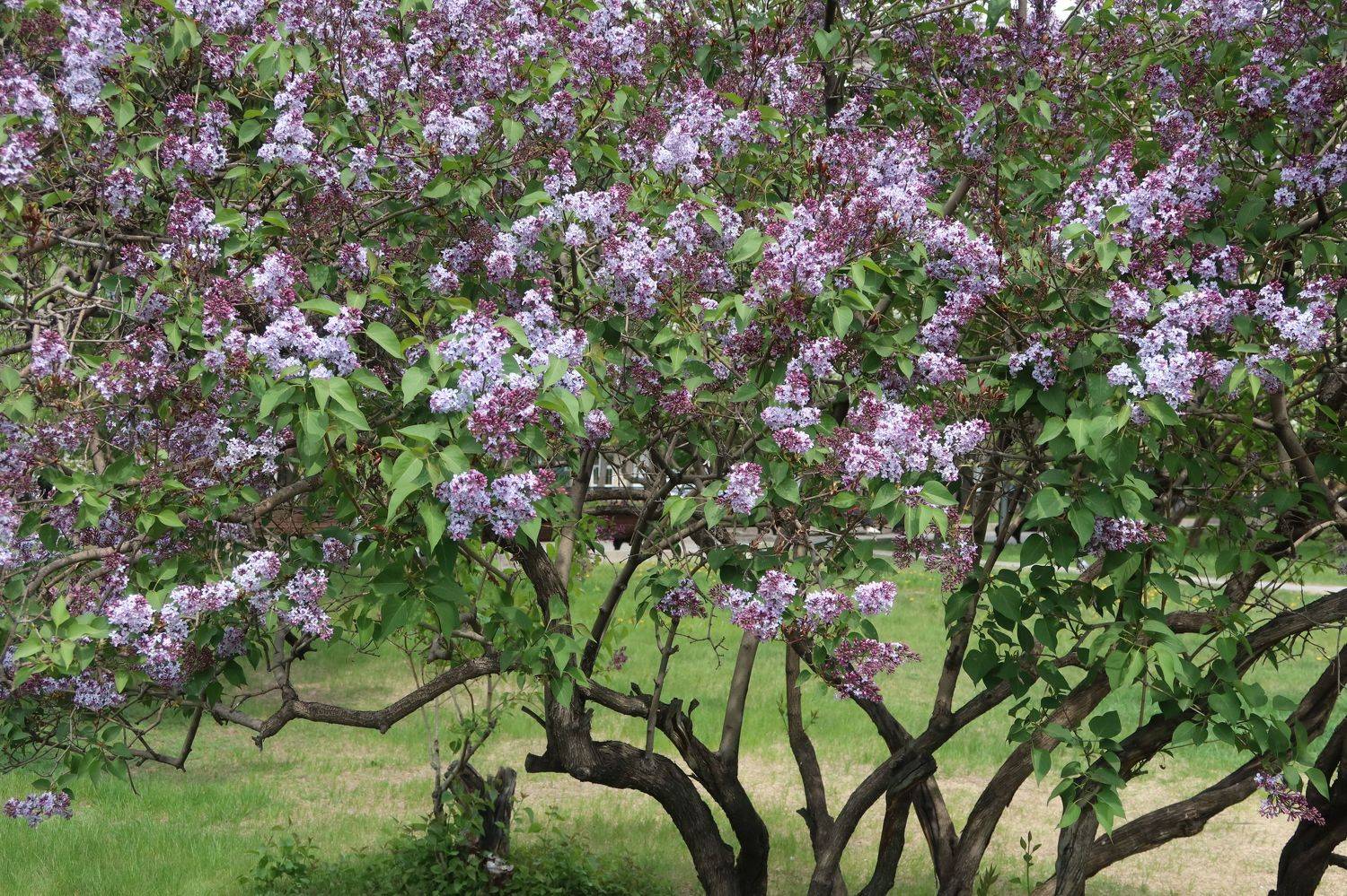 весна,сирень,куст, Козлова Галина