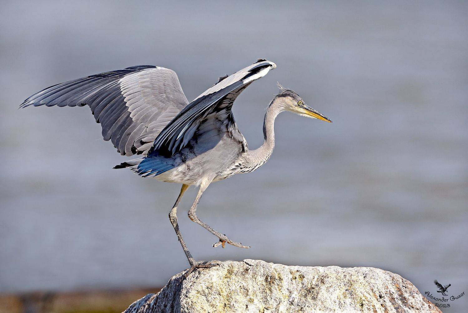 , Гусар Александр