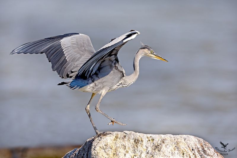 По подиуму. фото превью