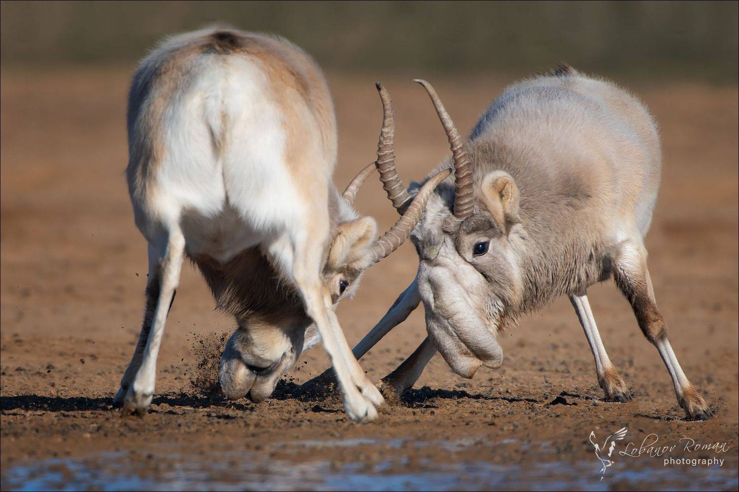 , Роман Лобанов