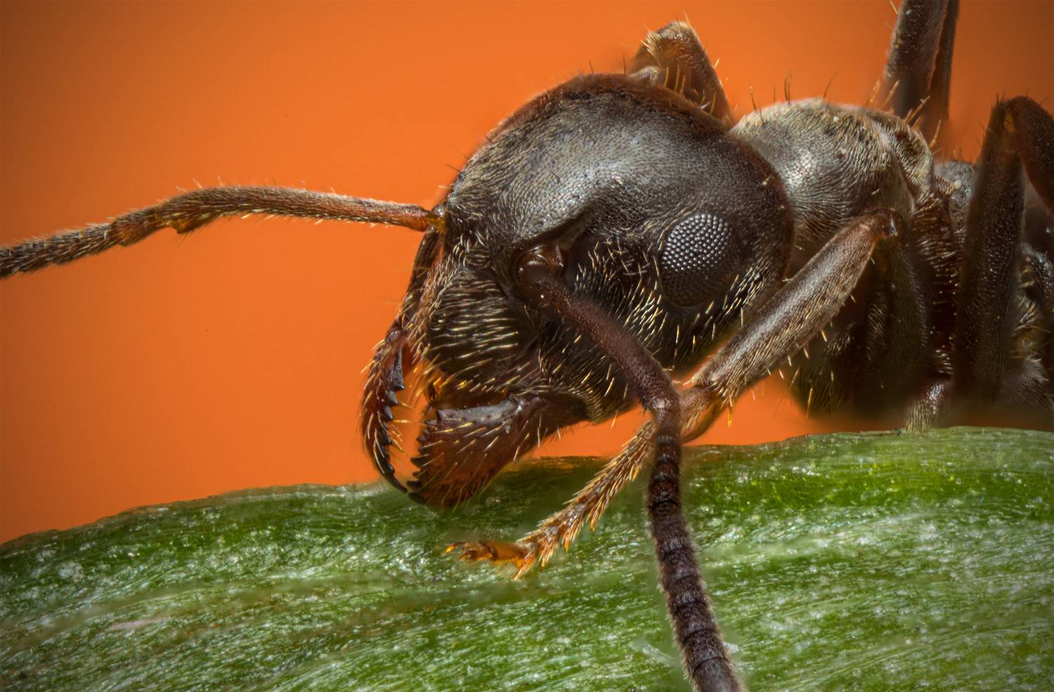 муравей, макро, Вячеслав Мельников