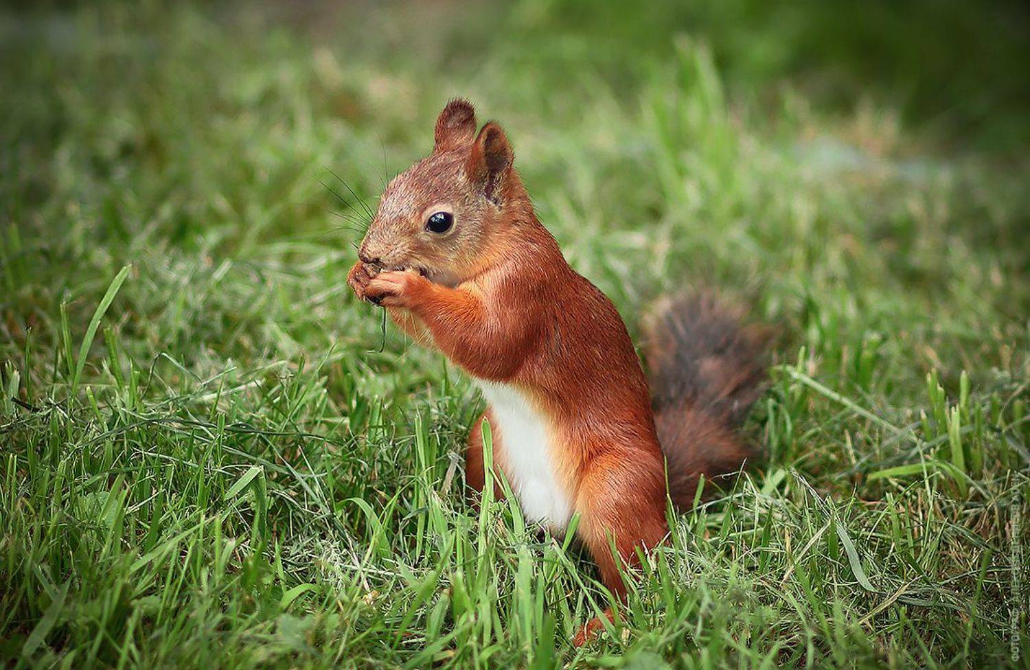 , Алексей Денисов