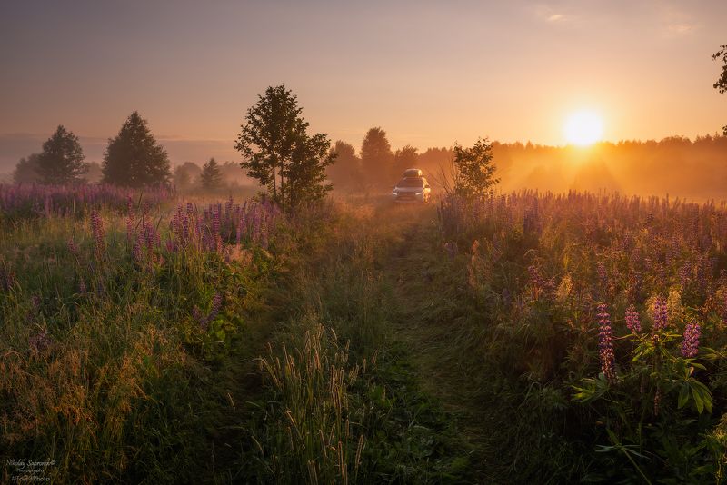 фототур, люпины, рассвет, pajero sport, лето, рассвет \