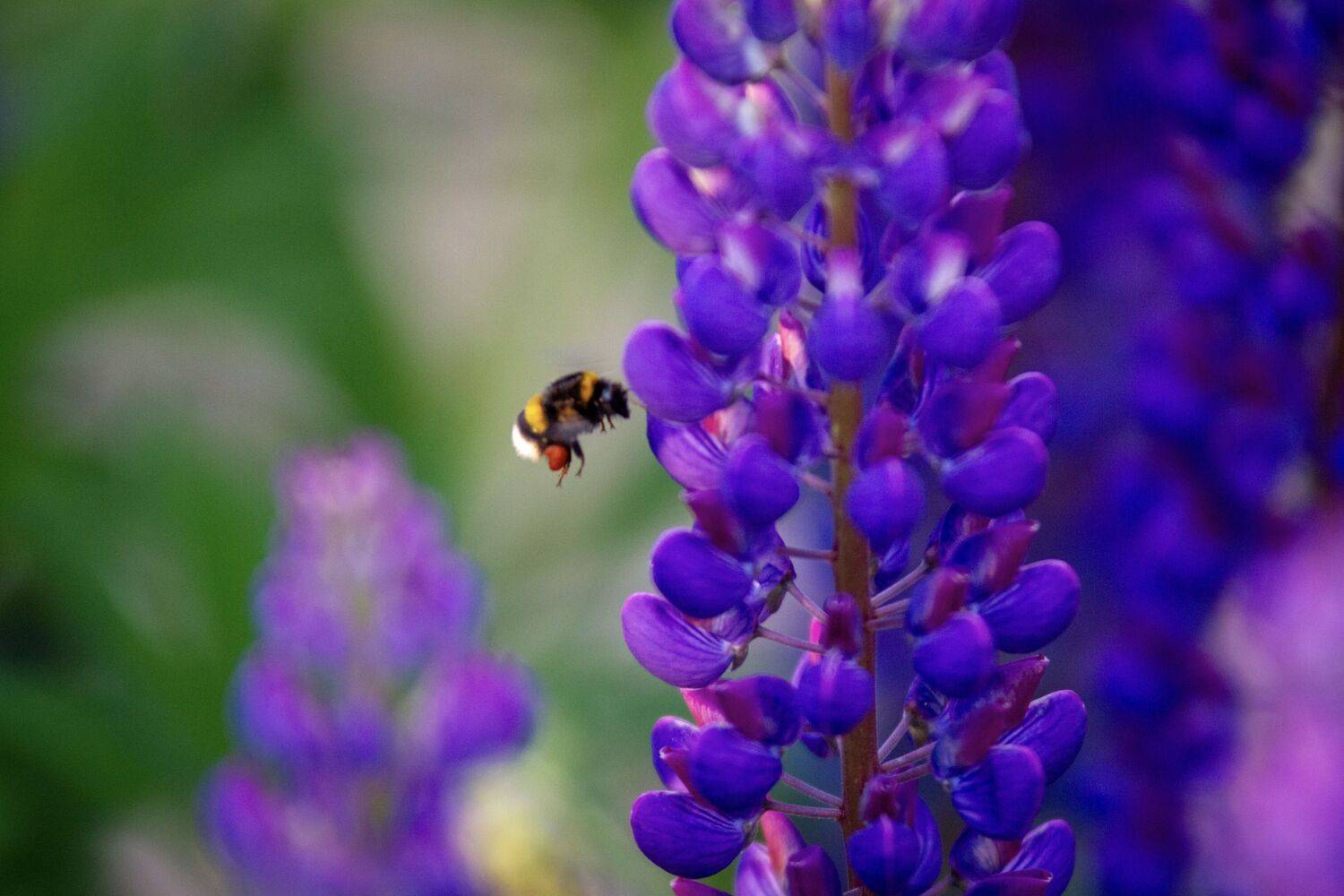 , Сергей Фаренюк