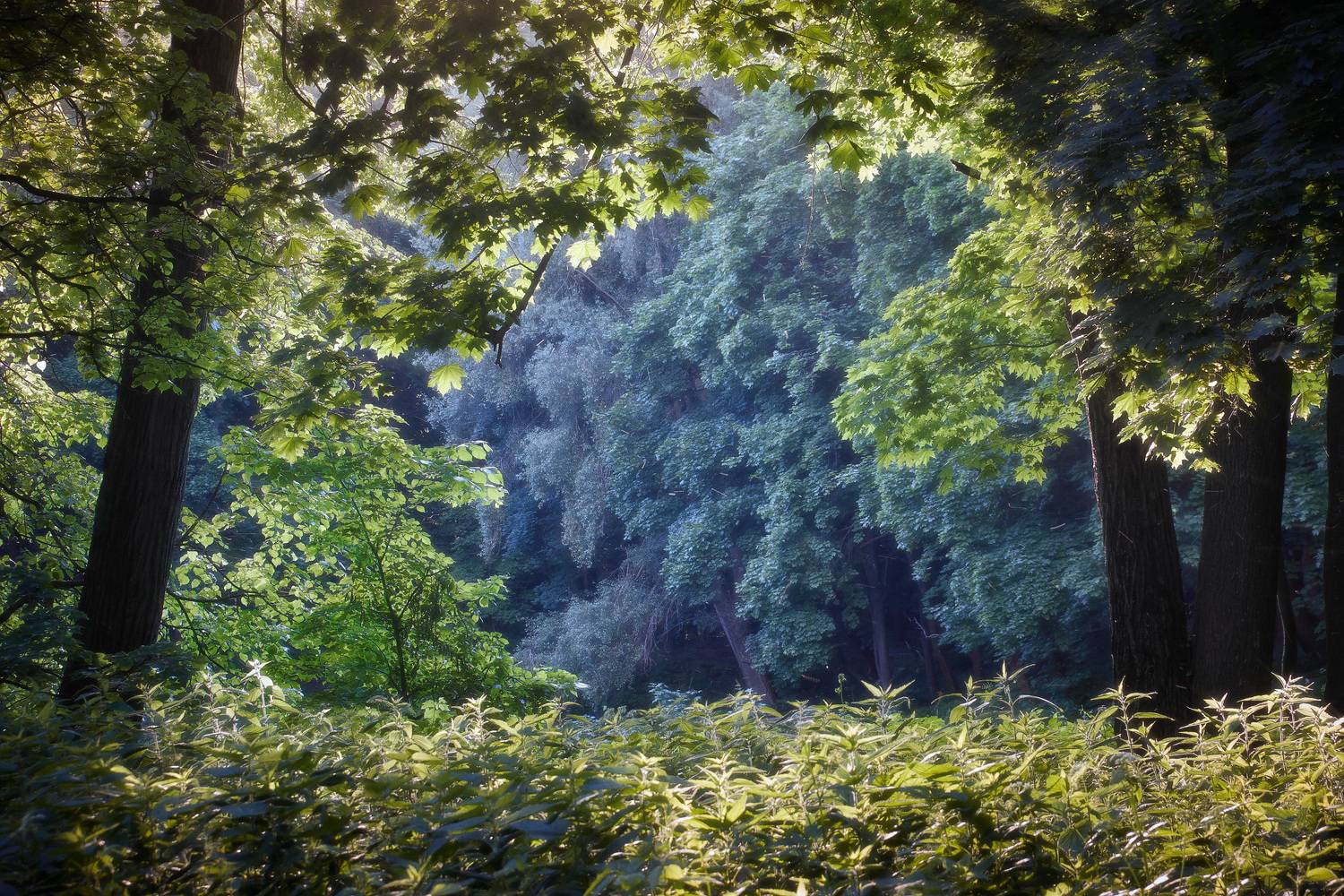 лес, свет, деревья, пейзаж, лето, forest, woodland, trees, landscape, sunlight, summer, Валерий Вождаев