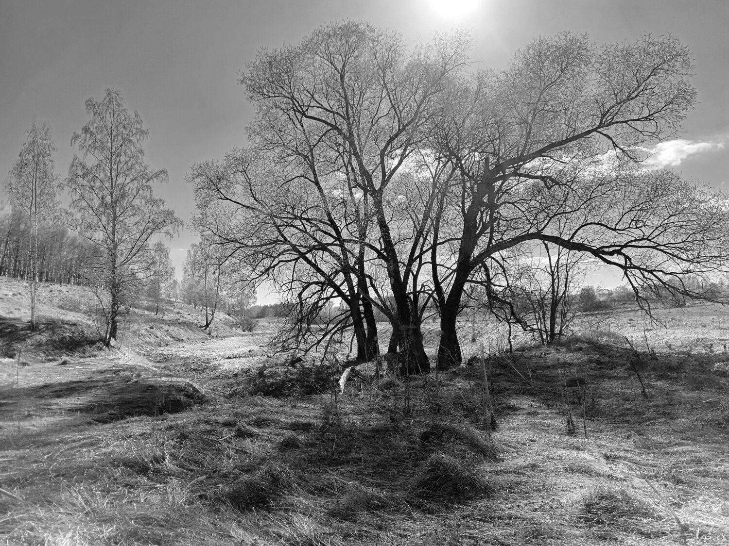 , Светлана Кондрашова