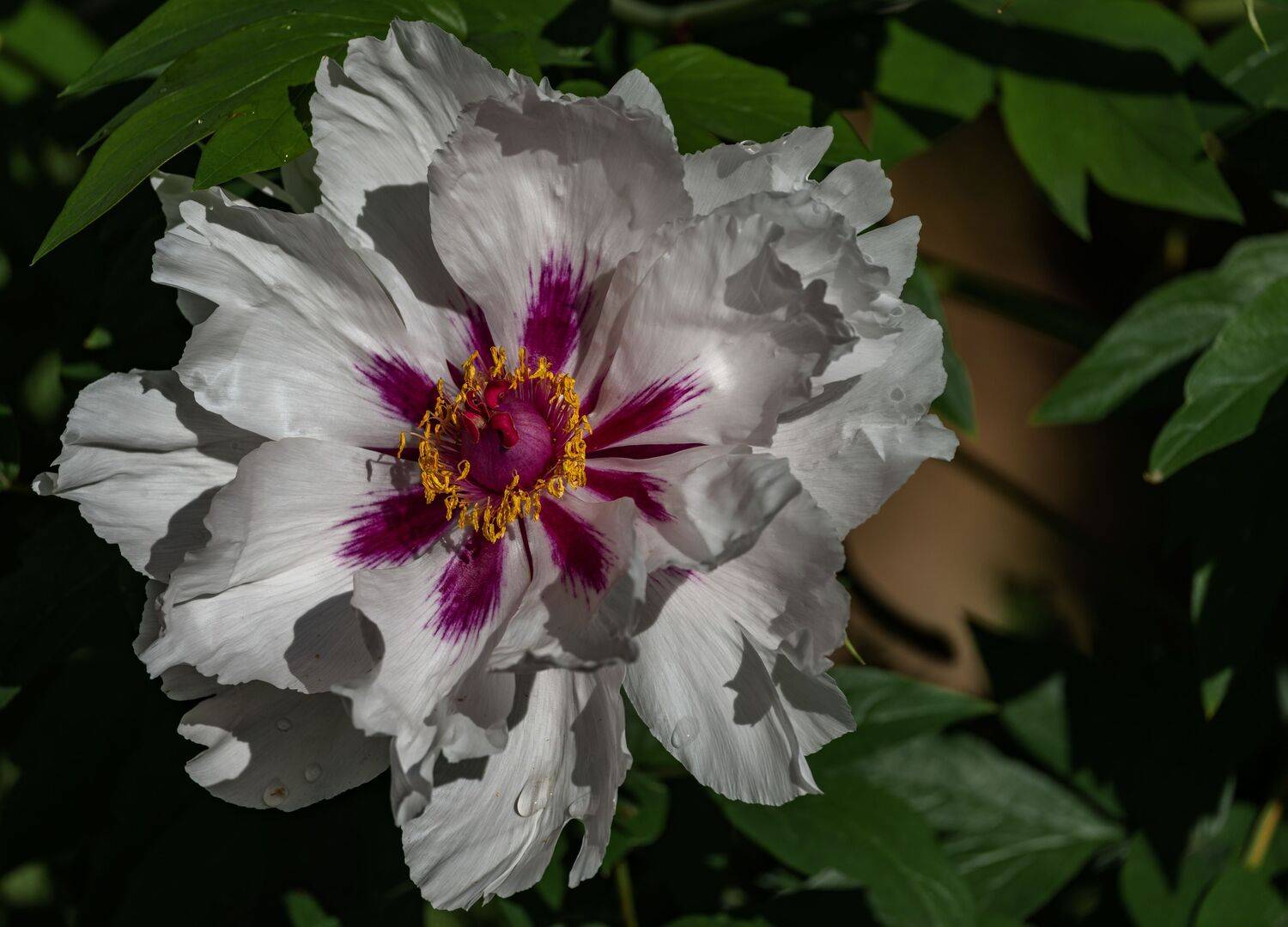 , Курлянцев Алексей