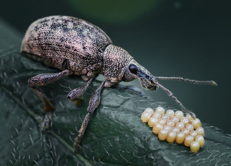 макро, жук, яйцо, лето, насекомое Шёл и нашёл . фото превью