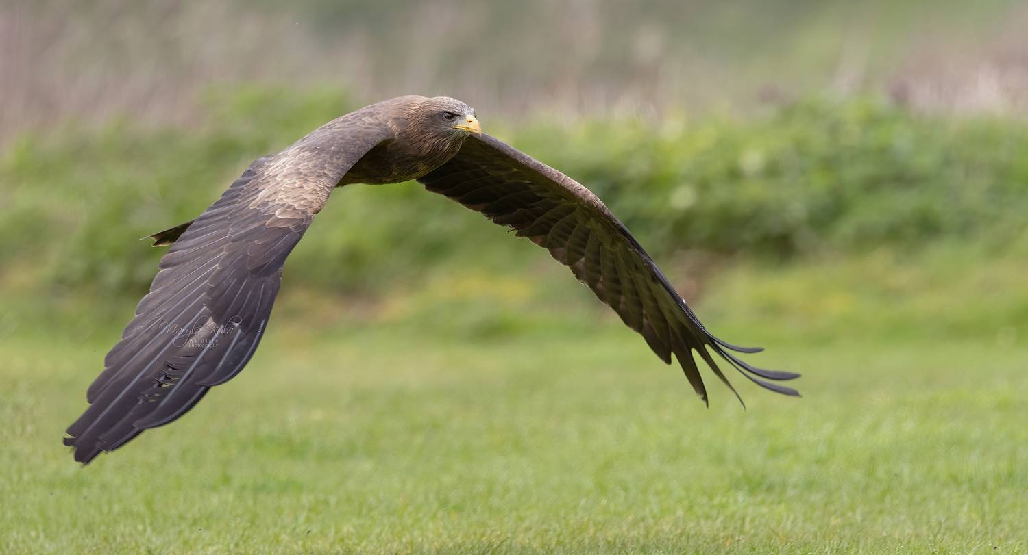 black kite, kite, birds, birds of pray, canon, MARIA KULA