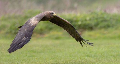 Black Kite