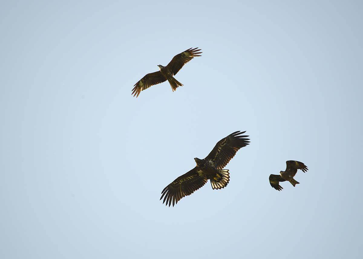 орлан, -, белохвост, Белоусов Михаил