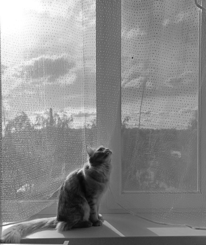 Муха фото превью