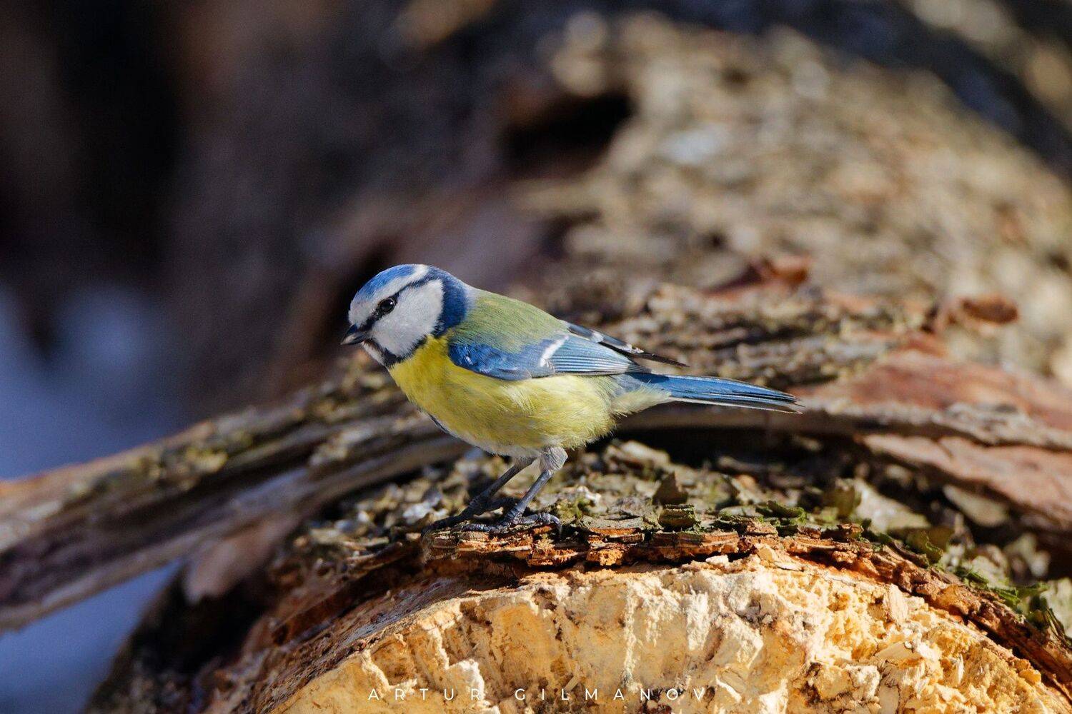 , Гильманов Артур