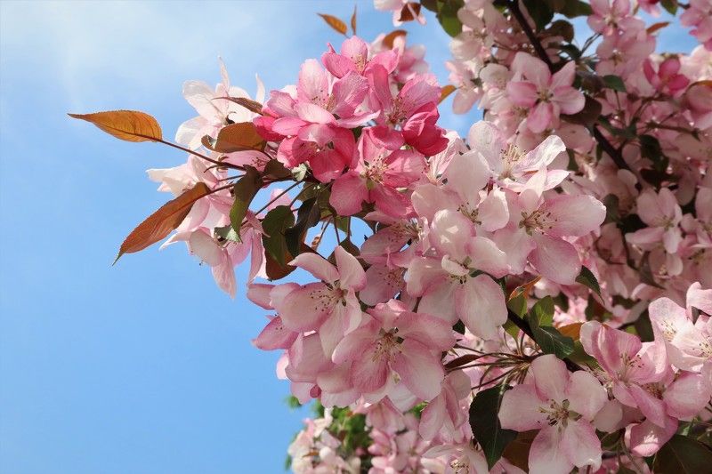 ветка.цветы.яблоня Нежный розовый и голубой фото превью