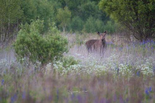 Душевности июня...